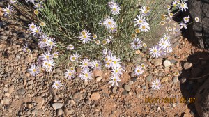 Flower in Arches National Park Utah