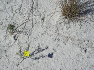 Flower in White Sands Dune New Mexico