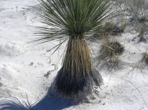 Plant at New Mexico White Sands Dunes
