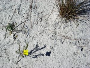 Flower in White Sands Dune New Mexico